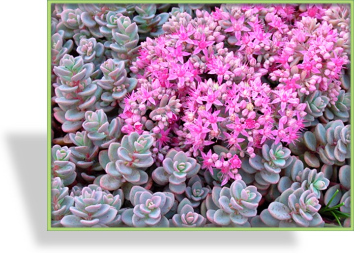 Fetthenne, Rosenteppich-Sedum, Sedum cyaneum 'Sachalin'