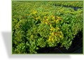 Fetthenne, Bodendecker-Fetthenne, Sedum floriferum 'Weihenstephaner Gold'
