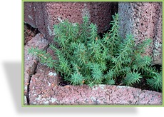 Fetthenne, Gold-Tripmadam, Mauerpfeffer, Sedum reflexum