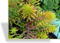 Fetthenne, Gold-Tripmadam, Mauerpfeffer, Sedum reflexum 'Angelina'