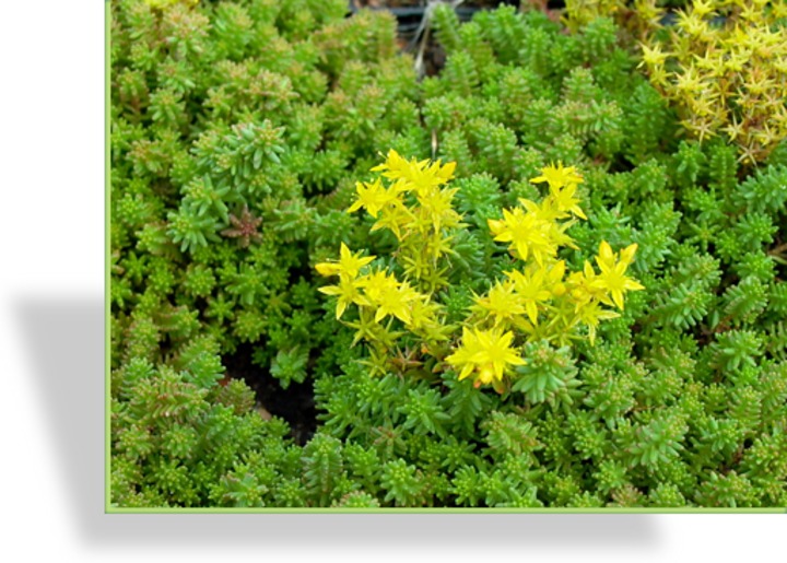 Fetthenne, Goldmoossedum, Sedum sexangulare
