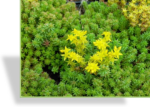 Fetthenne, Goldmoossedum, Sedum sexangulare