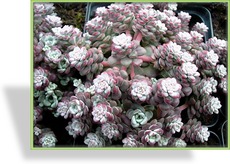 Fetthenne, Steingarten-Fetthenne, Sedum spathulifolium 'Cape Blanco'