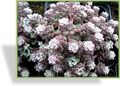 Fetthenne, Steingarten-Fetthenne, Sedum spathulifolium 'Cape Blanco'