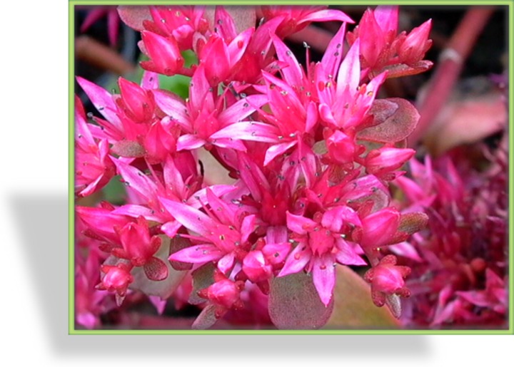 Fetthenne, Teppichsedum, Sedum spurium 'Fuldaglut'