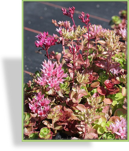 Fetthenne, Teppichsedum, Sedum spurium 'Voodo'