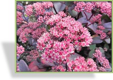 Fetthenne, Hohe Fetthenne, Sedum telephium 'Karfunkelstein'