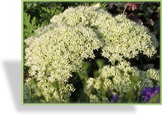 Fetthenne, Prachtfetthenne, Sedum spectabile 'Iceberg'