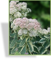 Fetthenne, Hohe Fetthenne, Sedum telephium 'Lajos'