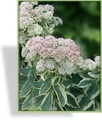Fetthenne, Hohe Fetthenne, Sedum telephium 'Lajos'