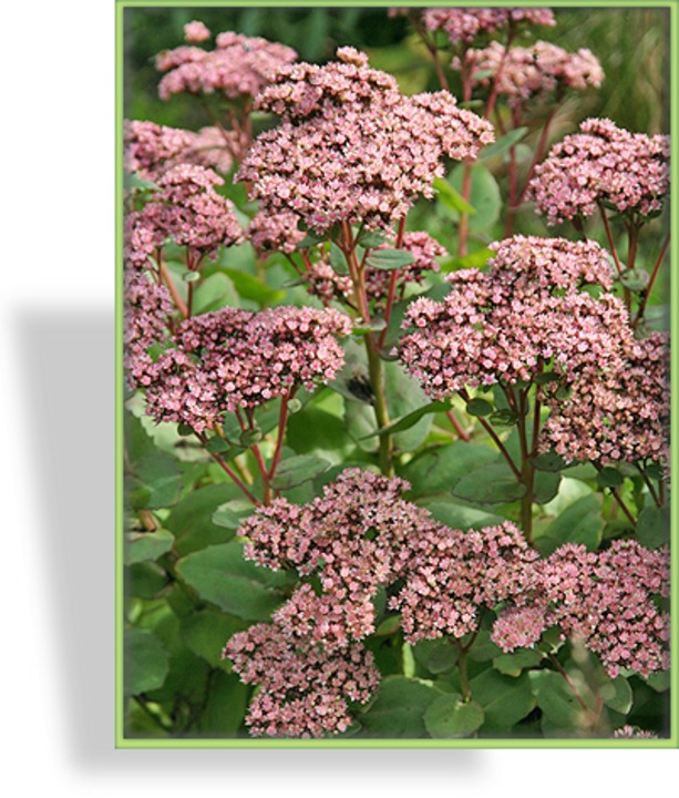 Fetthenne, Hohe Fetthenne, Sedum telephium 'Matrona'