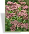 Fetthenne, Hohe Fetthenne, Sedum telephium 'Matrona'