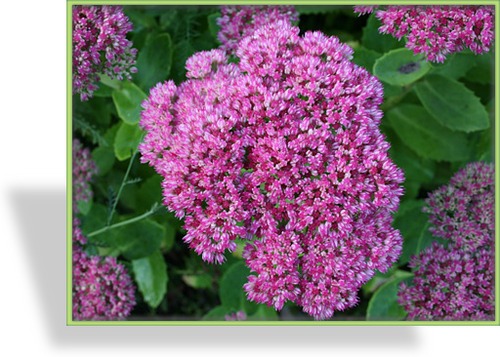 Fetthenne, Prachtfetthenne, Sedum spectabile 'Brillant'