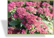 Fetthenne, Prachtfetthenne, Sedum spectabile 'Carl'