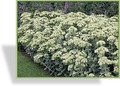 Fetthenne, Hohe Fetthenne, Sedum telephium 'Sunkissed'