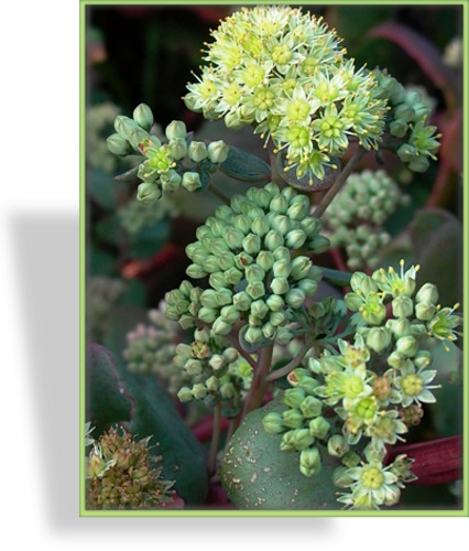 Fetthenne, Hohe Fetthenne, Sedum telephium 'Hap Gray'