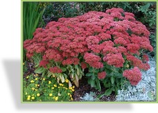 Fetthenne, Hohe Fetthenne, Sedum telephium 'Herbstfreude'