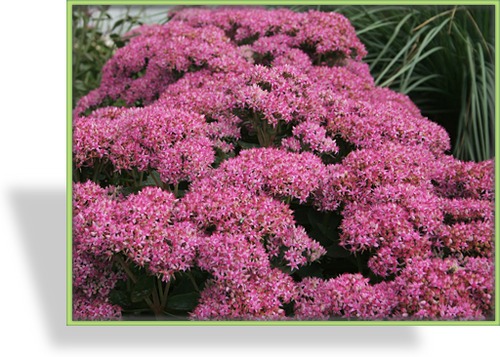 Fetthenne, Hohe Fetthenne, Sedum telephium 'Munstead Dark Red'