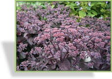 Fetthenne, Hohe Fetthenne, Sedum telephium 'Xenox'