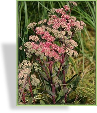 Fetthenne, Hohe Fetthenne, Sedum telephium 'Red Cauli'