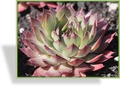 Hauswurz, Sempervivum hybridum 'Blood Tip'