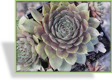 Hauswurz, Sempervivum hybridum 'Noir'