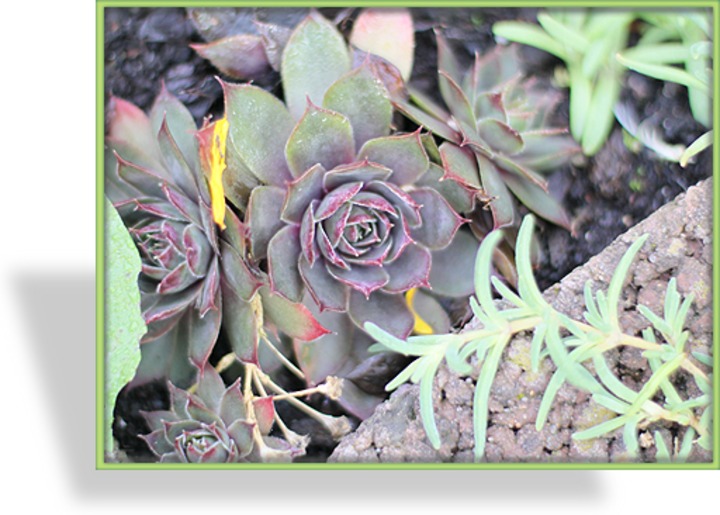 Hauswurz, Sempervivum hybridum 'Old Rose'