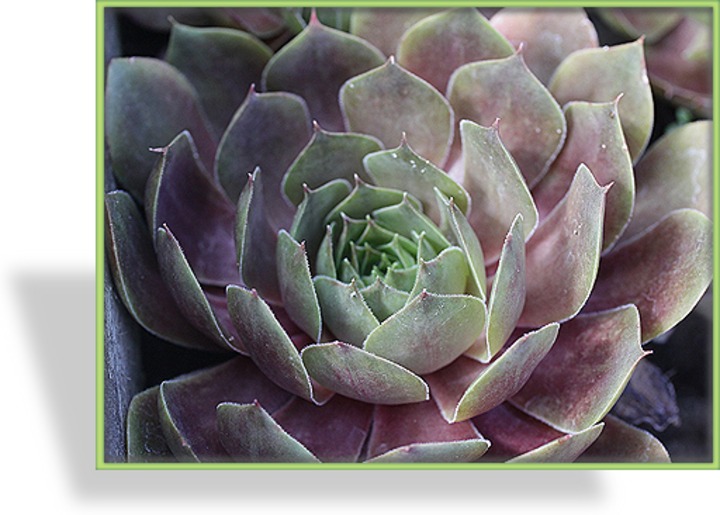 Hauswurz, Sempervivum hybridum 'Othello'