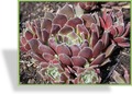Hauswurz, Sempervivum hybridum 'Pilatus'