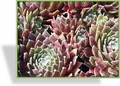 Hauswurz, Sempervivum hybridum 'Rauhreif'