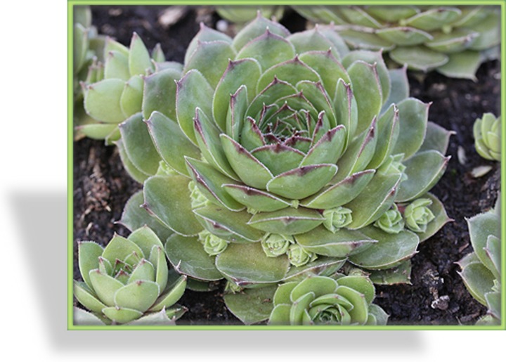 Hauswurz, Sempervivum hybridum 'Smaragd'