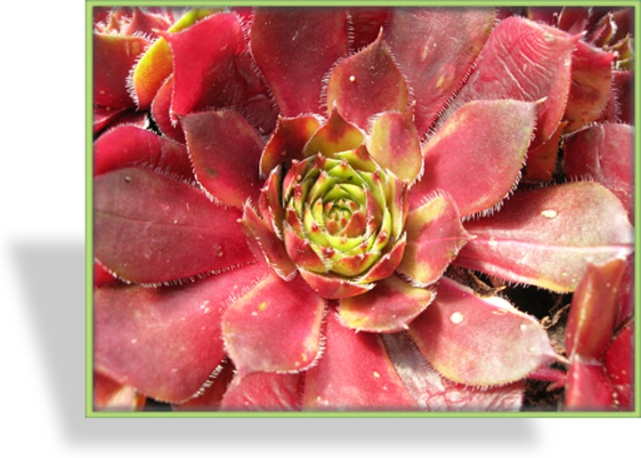 Hauswurz, Sempervivum hybridum 'Faraon'