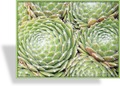 Hauswurz, Sempervivum hybridum 'Hey-Hey'