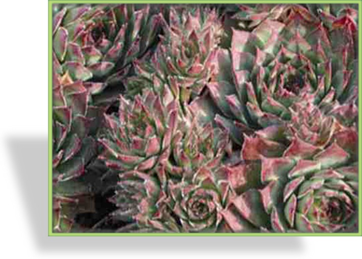 Hauswurz, Sempervivum hybridum 'Mahagoni'