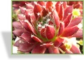 Hauswurz, Sempervivum hybridum 'Red Papaver'