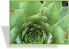 Hauswurz, Sempervivum hybridum 'Simplonstern'