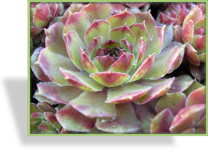 Hauswurz, Sempervivum hybridum 'Zirkon'