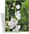 Präriemalve, Sidalcea candida 'Bianca'