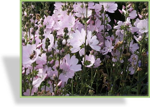 Präriemalve, Sidalcea hybride 'Elsie Heugh'