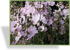 Präriemalve, Sidalcea hybride 'Elsie Heugh'
