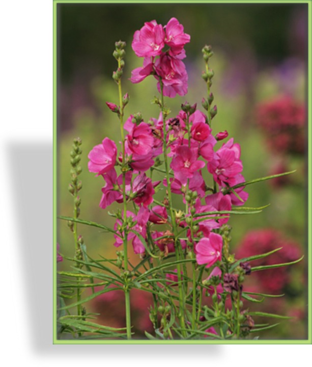 Präriemalve, Sidalcea oregana 'Brillant'