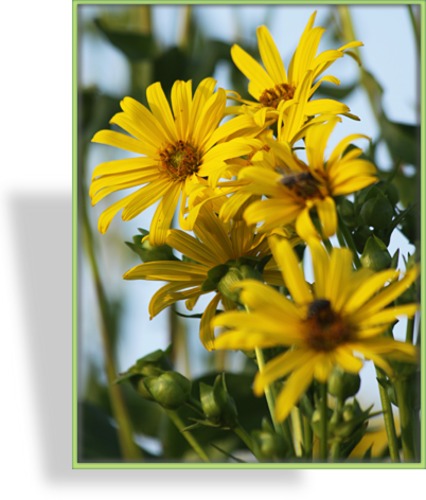 Becherpflanze, Silphium perfoliatum