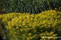 Goldrute, Solidago hybride 'Loysder Crown'