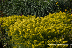 Goldrute, Solidago hybride 'Loysder Crown'