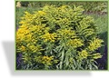 Goldrute, Solidago hybride 'Strahlenkrone'