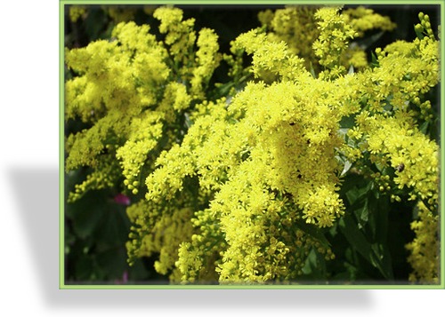 Goldrute, Solidago hybride 'Citronella'