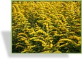 Goldrute, Solidago rugosa 'Fireworks'