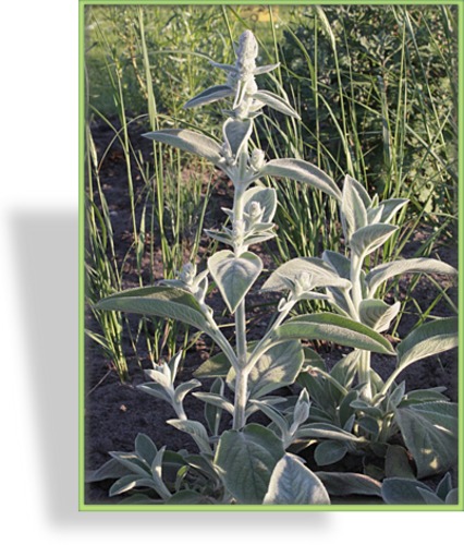 Ziest, Wollziest, Stachys byzantina 'Cotton Ball'