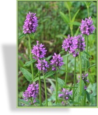 Ziest, Echter Ziest, Stachys officinalis