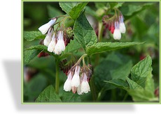 Beinwell, Großblumiger Beinwell, Symphytum grandiflorum 'Hidcote Blue'